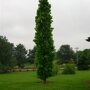 Liquidambar styraciflua ‘Slenders Silhouette’